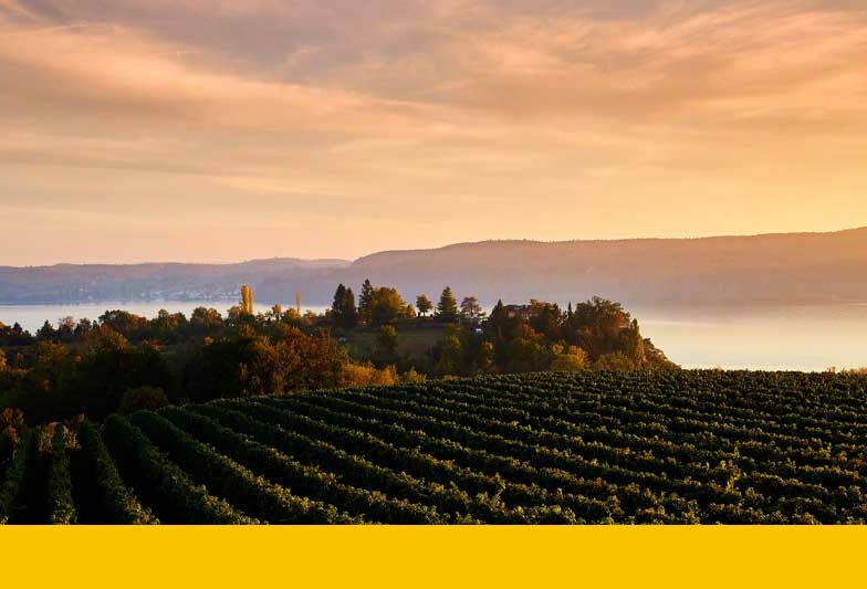 Die Vierländerregion Bodensee als Tourismusdestination. Der See, die Weinberge und die Berge.