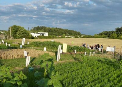 BiNELa gUG, Projekt Überlinger Weltacker