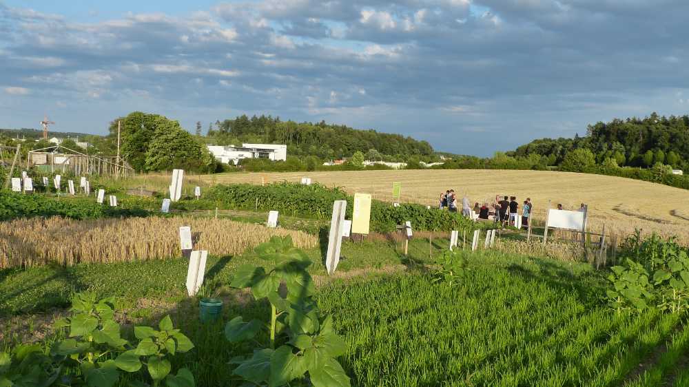 BiNELa gUG, Projekt Überlinger Weltacker